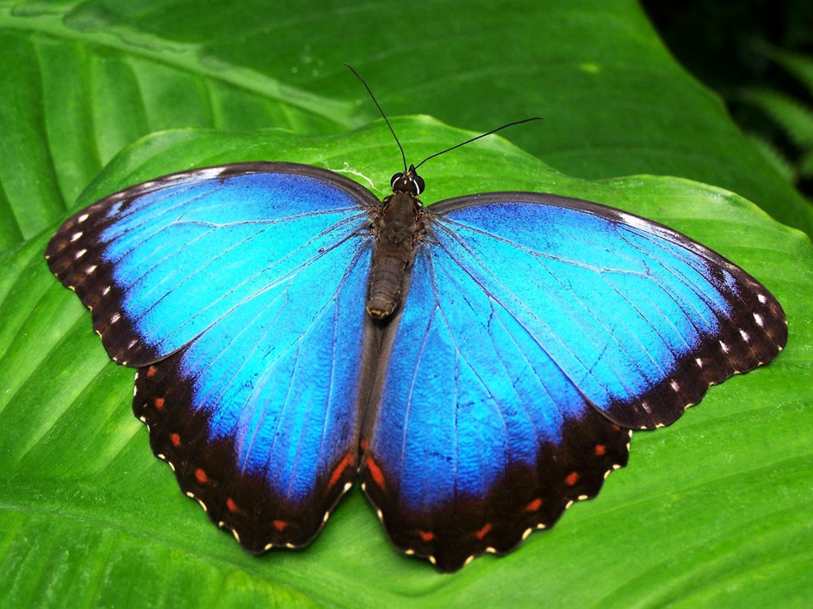 Cyan